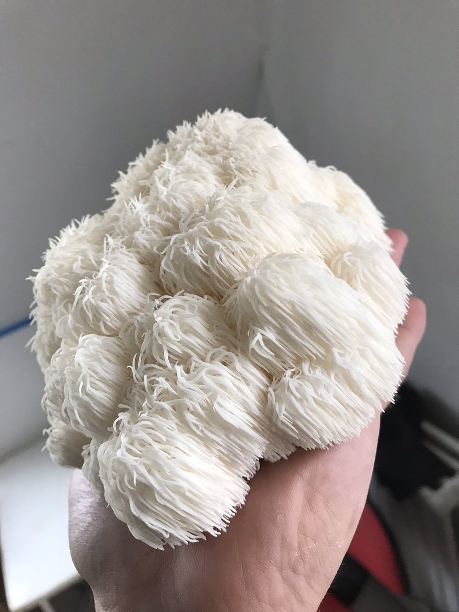 DutchFungi's tweet photo. Hericium erinaceus 
Pruikzwam
Lion’s Mane https://t.co/0sNp8c2Sq2