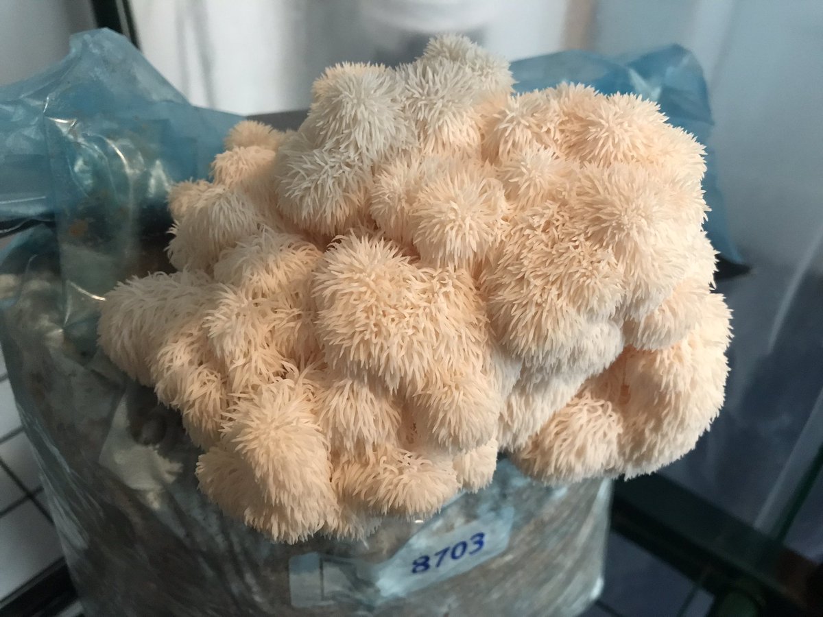 DutchFungi's tweet photo. Hericium erinaceus 
Pruikzwam
Lion’s Mane https://t.co/0sNp8c2Sq2