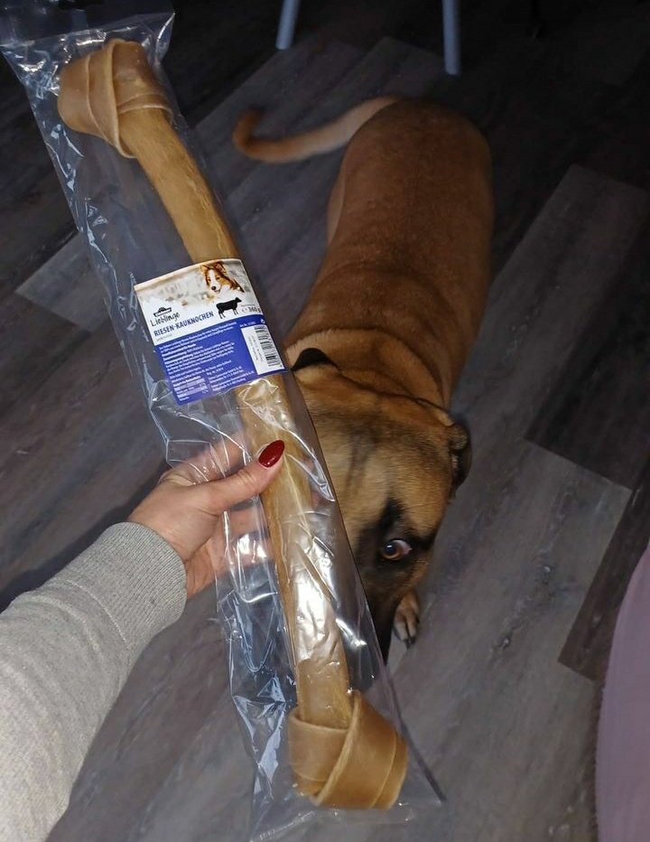 Boerboel_Hanni's tweet photo. Frauchen war mit mir shoppen🥰
Bin nun erstmal beschäftigt... https://t.co/vjUJVnF3wm