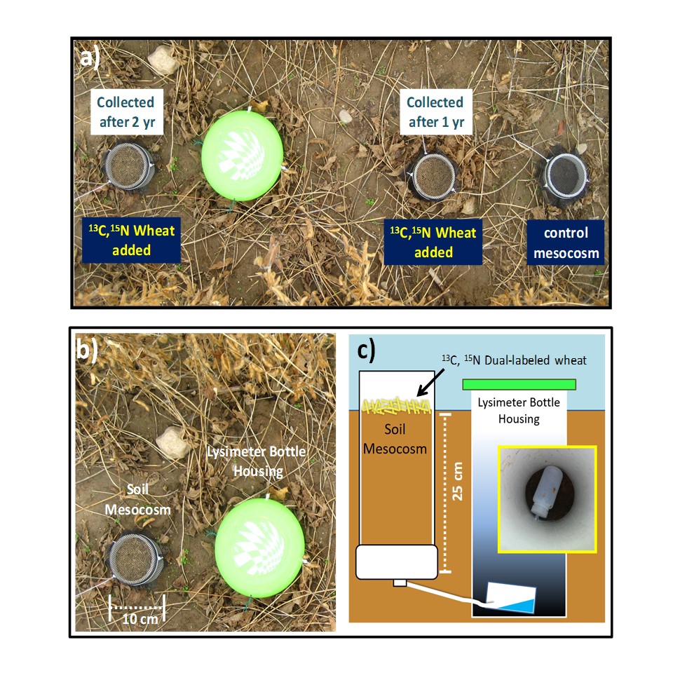 Soil_Plant_IXNs's tweet photo. Sometimes known as #SoilMemory, or #LegacyEffect, 12-years of #diversifying and #perennializing cropland increased #carbon retained from wheat!  Excited to share this research from collaborators @emsaurios, @Jeffinerca, JBird, TSchmidt, &amp; @sgrandysoil  

https://t.co/7K14ikT6KR https://t.co/l0l9fO5WH5