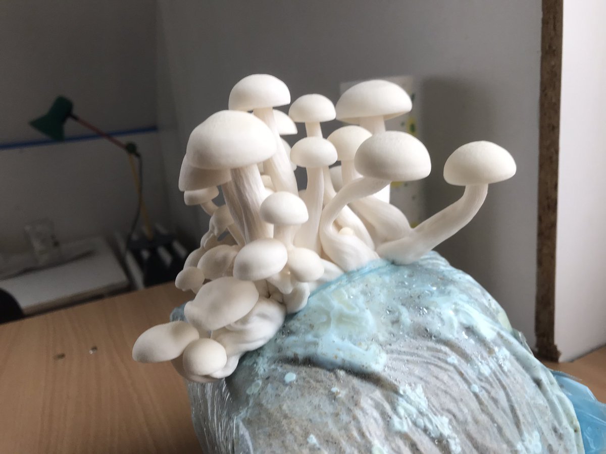 DutchFungi's tweet photo. Hypsizygus tessulatus
Witte beukenzwam
White Beech
Shimeji https://t.co/8Fwxyb3MJH