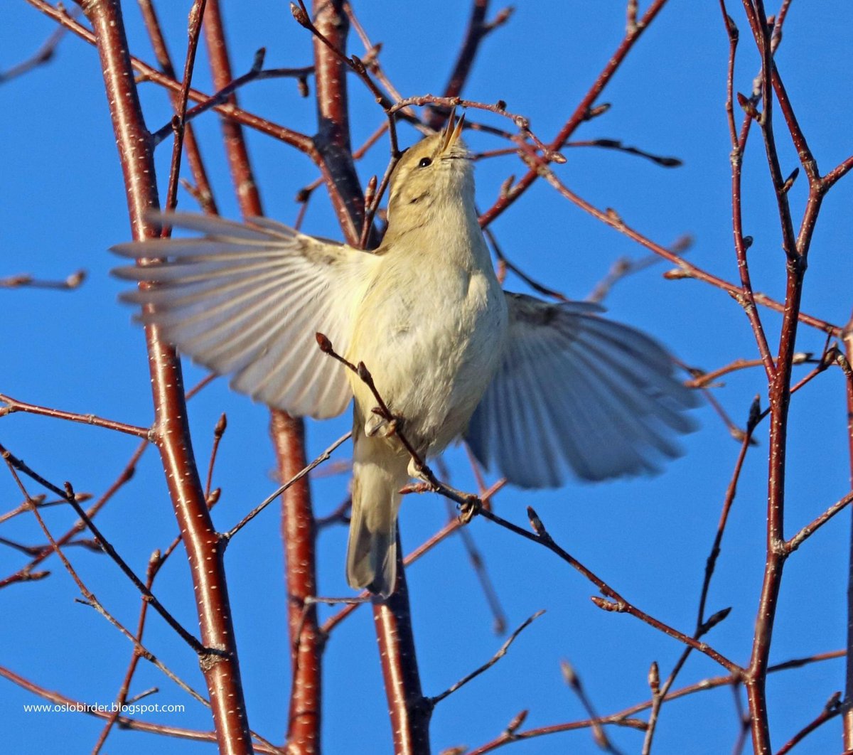 The Oslo Hume’s Warbler is still going strong today in -5C and snow. Yesterday it was -6C but bright sunshine and it appeared to have no problem finding food. In this picture it is about to catch what looks to be a tiny spider.