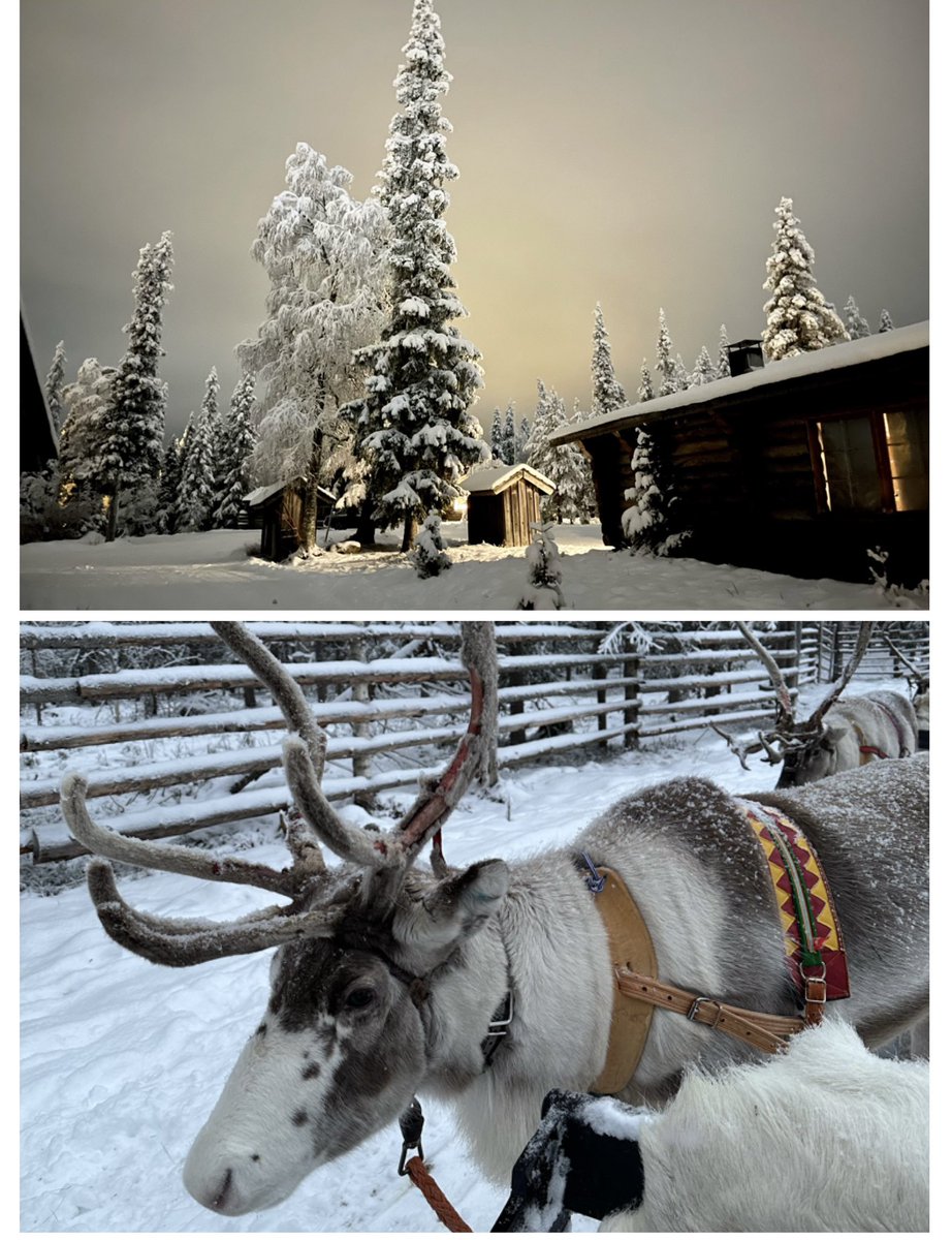 LomasHaley's tweet photo. We’ve had the most magical adventure’s in Lapland🛷❄️🎅🏼

#lapland #huskydogs #Reindeer #snowmobile #tobogganing #santa #elves

@AbbotsPrimary @StanwayMr @TottmanC @MrsBatchelor1 https://t.co/zLh9e1qOpG