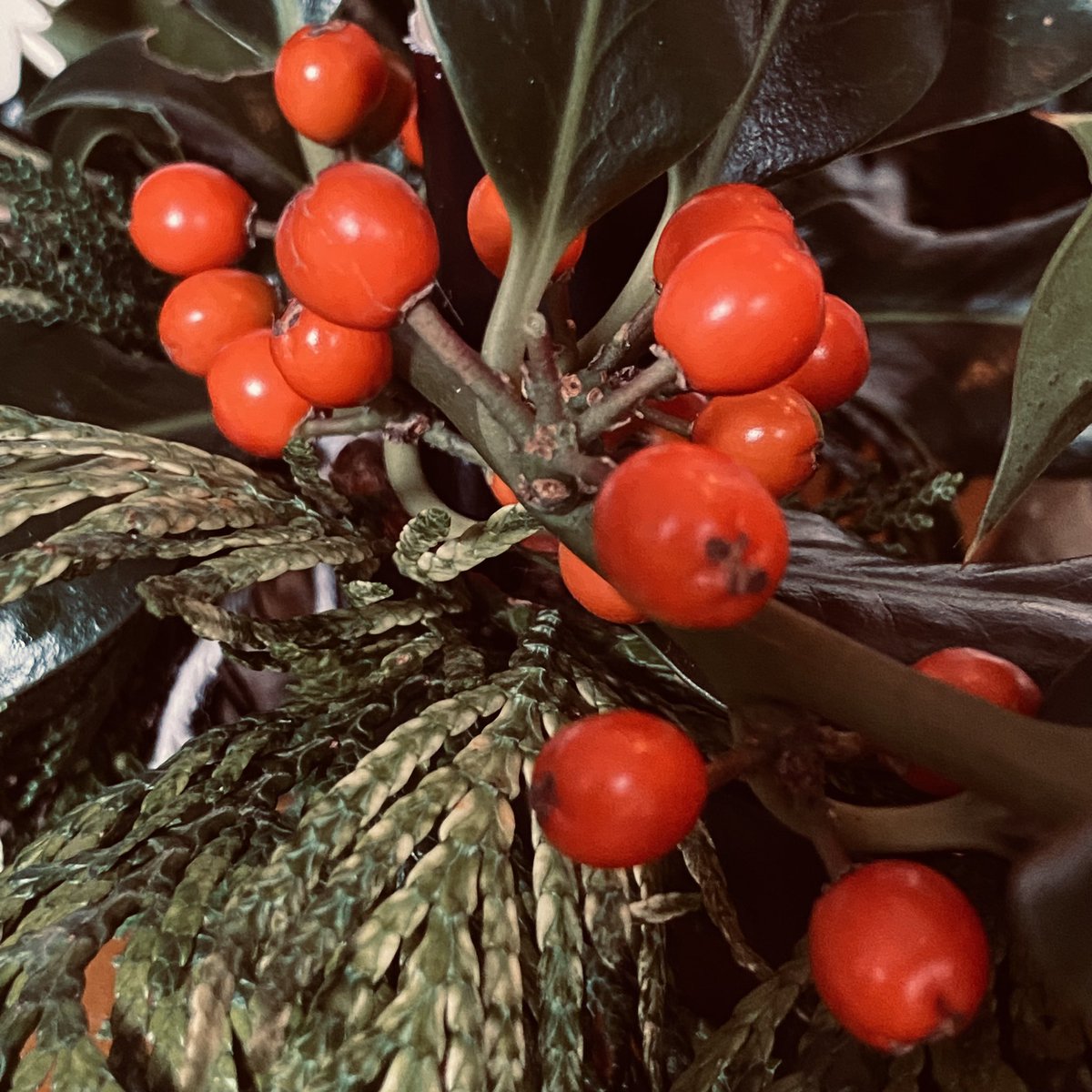 merrieenglander's tweet photo. Forgot to post images of my #Advent #Wreath. Greenery plucked from nearby evergreens, the golden antique candlestick a gift from the fabulous @loreoftherose. #Christmas #holly #bleakmidwinter https://t.co/To6tKVpB7Z
