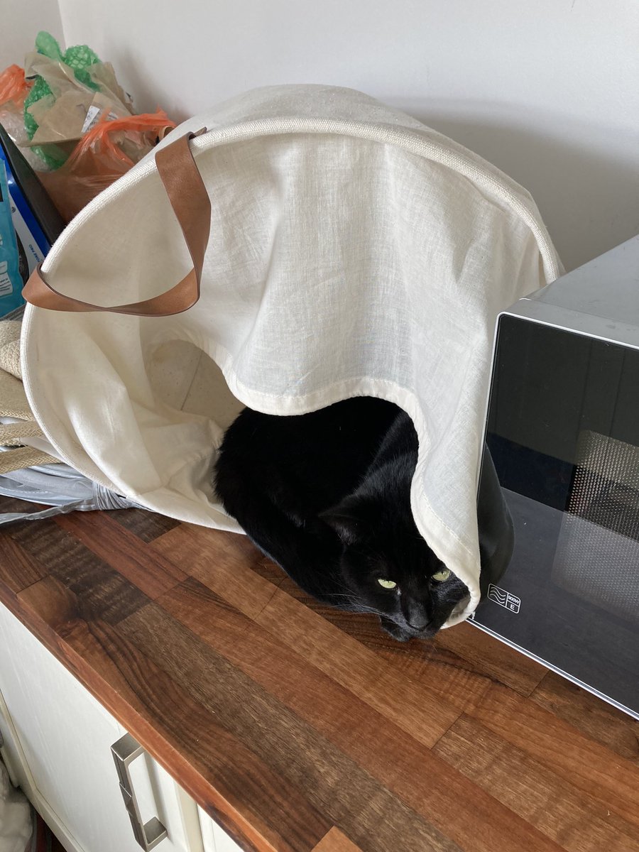WillSmithGCC's tweet photo. @Hapfairy Ditto! She’s a pain, but black cats are awesome https://t.co/4AVtqb9AXQ