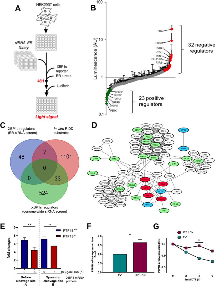 In our Special Cell Biology Collection: 

Tyrosine phosphorylation of the tRNA ligase RtcB controls XBP1 mRNA splicing @Inserm @UnivRennes1 @CSignaling @Eric_Chevet 

life-science-alliance.org/content/5/5/e2…