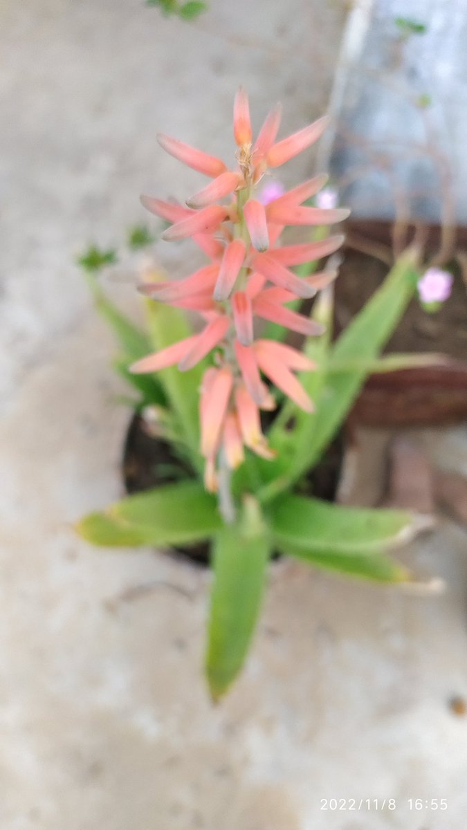 GLdevendra's tweet photo. In a world full of #Red_Roses be #Aloevera having 101 qualities of cure.🙂 https://t.co/X3l3uHIt9F