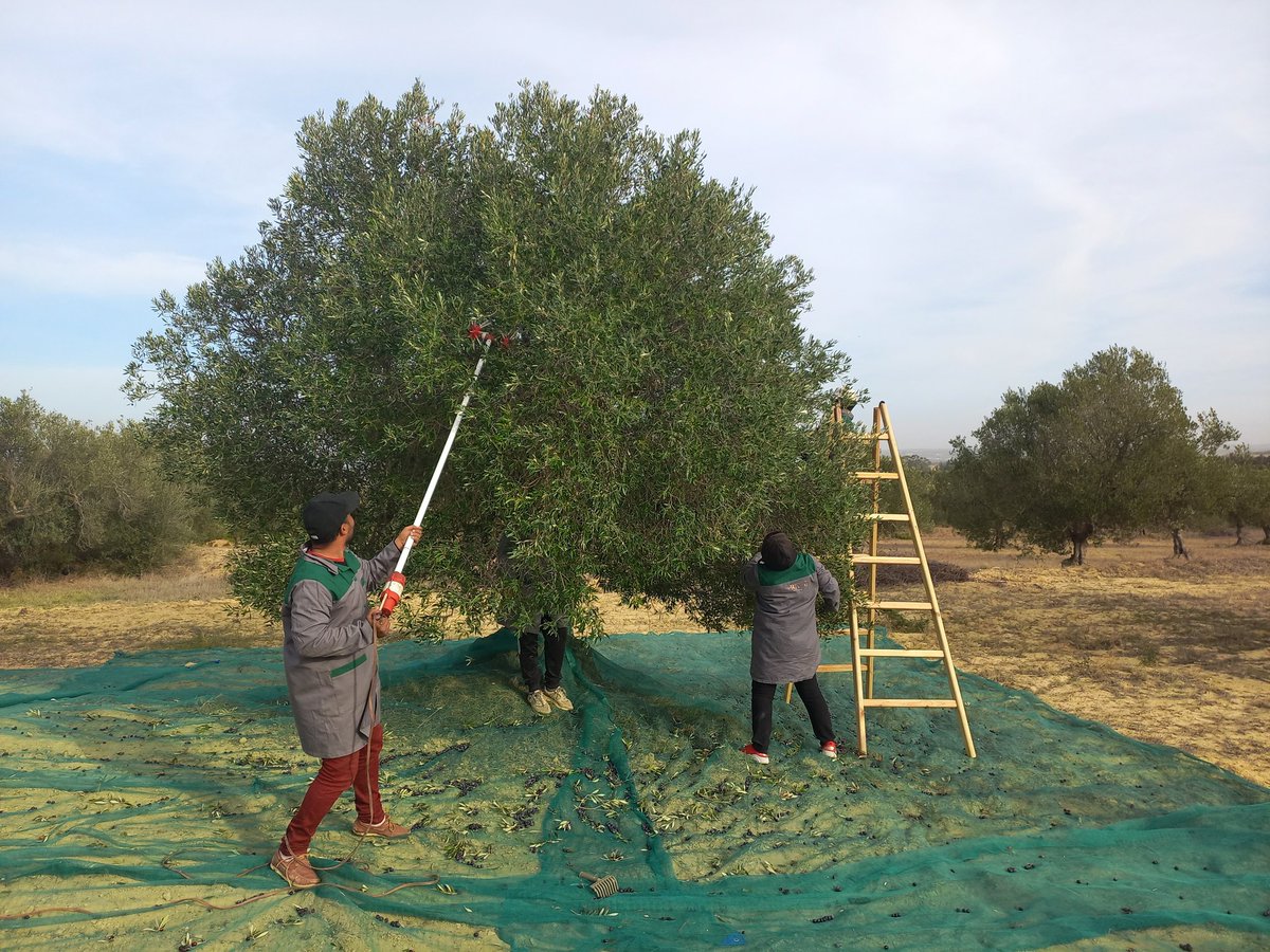 OrivelStephan's tweet image. La délicieuse huile d'olive de la 🇹🇳, c'est le travail des agriculteurs et agricultrices, comme Mme Asma Aouinti, accompagnés par le ministère de l'agriculture, notamment l'APIA, avec le soutien de @AFD_France et @UeTunisie
#Primea huile Ritsou