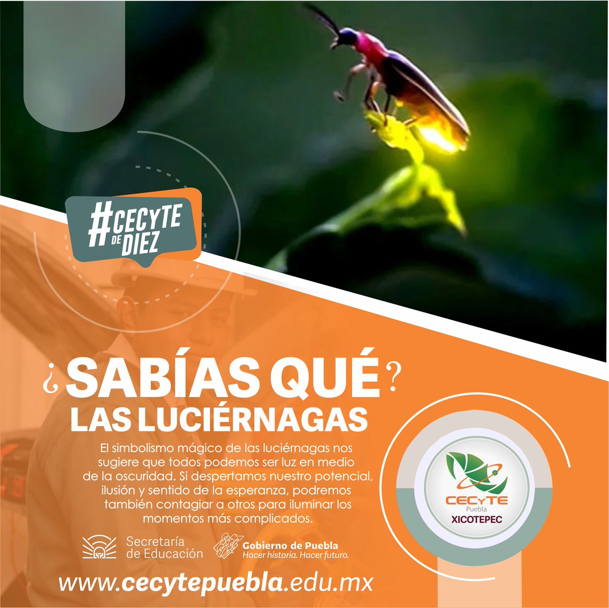 ¿Sabías qué?  Las luciérnagas tienen esa luz debido a una reacción química que ocurre cuando el oxígeno se mezcla con un componente llamado luciferina, una enzima llamada luciferasa y un químico llamado adenosin trifosfato. #SomosCecyte #CECyTEdeDiez