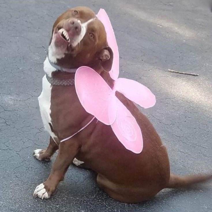 tô apaixonada por esse querido cãozinho que apareceu aleatoriamente no meu pinterest