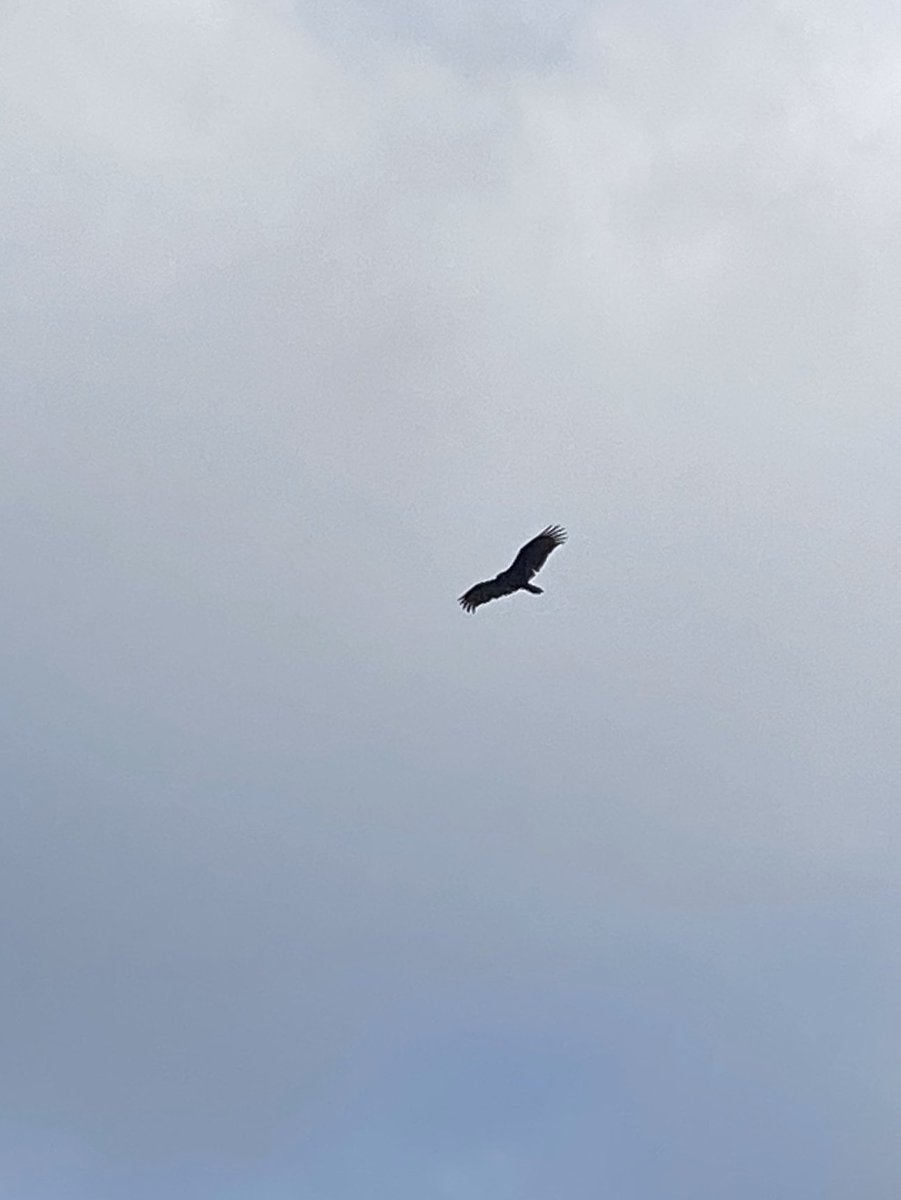 coffeegirl_77's tweet photo. What a beautiful #Thursday morning 😊 Have a great day!  #coffee #365cupsofcoffee #coffeetime #birdwatching #cloudy https://t.co/CAOpOROmcI