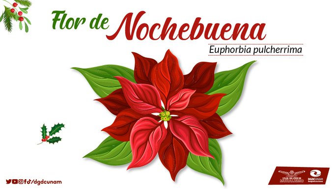 La flor de nochebuena, el símbolo navideño que nació en México y se  expandió por todo el mundo - RT