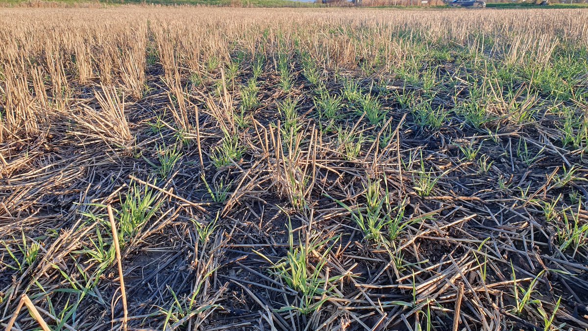 Gary Willoughby tweet media