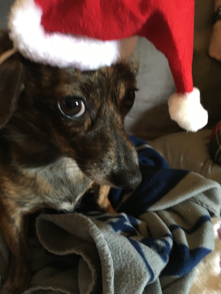 Missy_Potatoes's tweet photo. Oh da indignity. All for da pictures. Me loves me mom, but sometimes...😳😳🐾🐾
#dogsoftwitter #dogsontwitter #doxiehuiahua #butmom https://t.co/SIvZPRWx7q