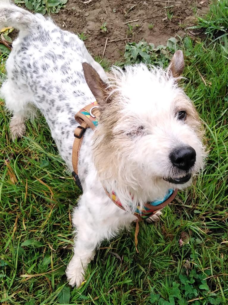 I have seen a few negative comments here recently. 
If you don't have something positive or helpful to say, I'd rather you don't say it. 
Charities across the UK are in crisis and pets are being put to sleep.
Please retweet, volunteer to help, or follow a different account.