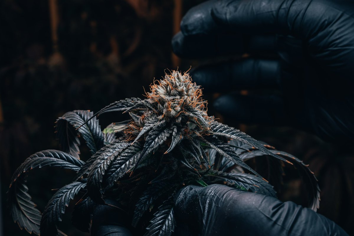 StoneGrove tweet media