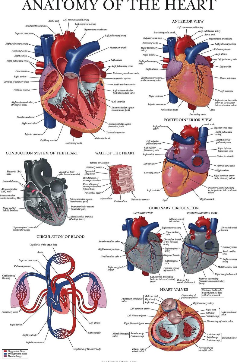 Anatomy of the heart

#TipsForNewDocs #MedEd #MedTwitter #medicine #medical #medicare #health #healthcare #FOAMed #ClinicalPearl #clinicaltips #MedStudents #anatomy #heart #Cardio #CardioEd #cardiovascular #CardioTwitter