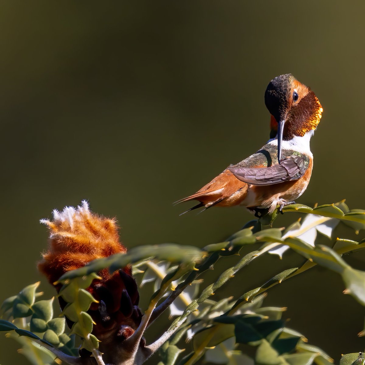 The copper-red throat patch on Allen's hummingbird resembles a gorget. #hummingbird #birds #nature #bird #hummingbirds #wildlife #birdphotography #photography #flowers #birdlovers #bestbirdshots #canon #allenshummingbird