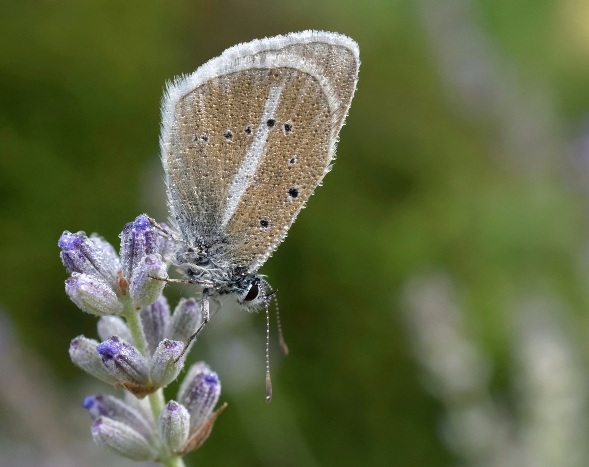 Francesca Martelli ๐ป (@ceschina__) on Twitter photo So happy to share that my #DamonBlue #butterfly photo, taken in <a href="/PNGranParadiso/">Parco Gran Paradiso</a>, won the student award for โUp-Close and Personalโ in the #CapturingEcology2022!๐ฆโฐ๏ธ
Thanks to the <a href="/BritishEcolSoc/">British Ecological Society</a>!
britishecologicalsociety.org/capturing-ecolโฆ So happy to share that my #DamonBlue #butterfly photo, taken in <a href="/PNGranParadiso/">Parco Gran Paradiso</a>, won the student award for โUp-Close and Personalโ in the #CapturingEcology2022!๐ฆโฐ๏ธ
Thanks to the <a href="/BritishEcolSoc/">British Ecological Society</a>!
britishecologicalsociety.org/capturing-ecolโฆ