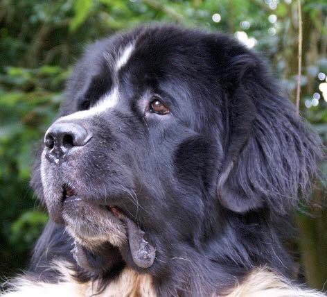 NewfoundFriends's tweet photo. Handsome boy Whizz this is one of our all time favourite photos it's in colour in the book . Whizz zero to hero . https://t.co/zmedE9nnEt