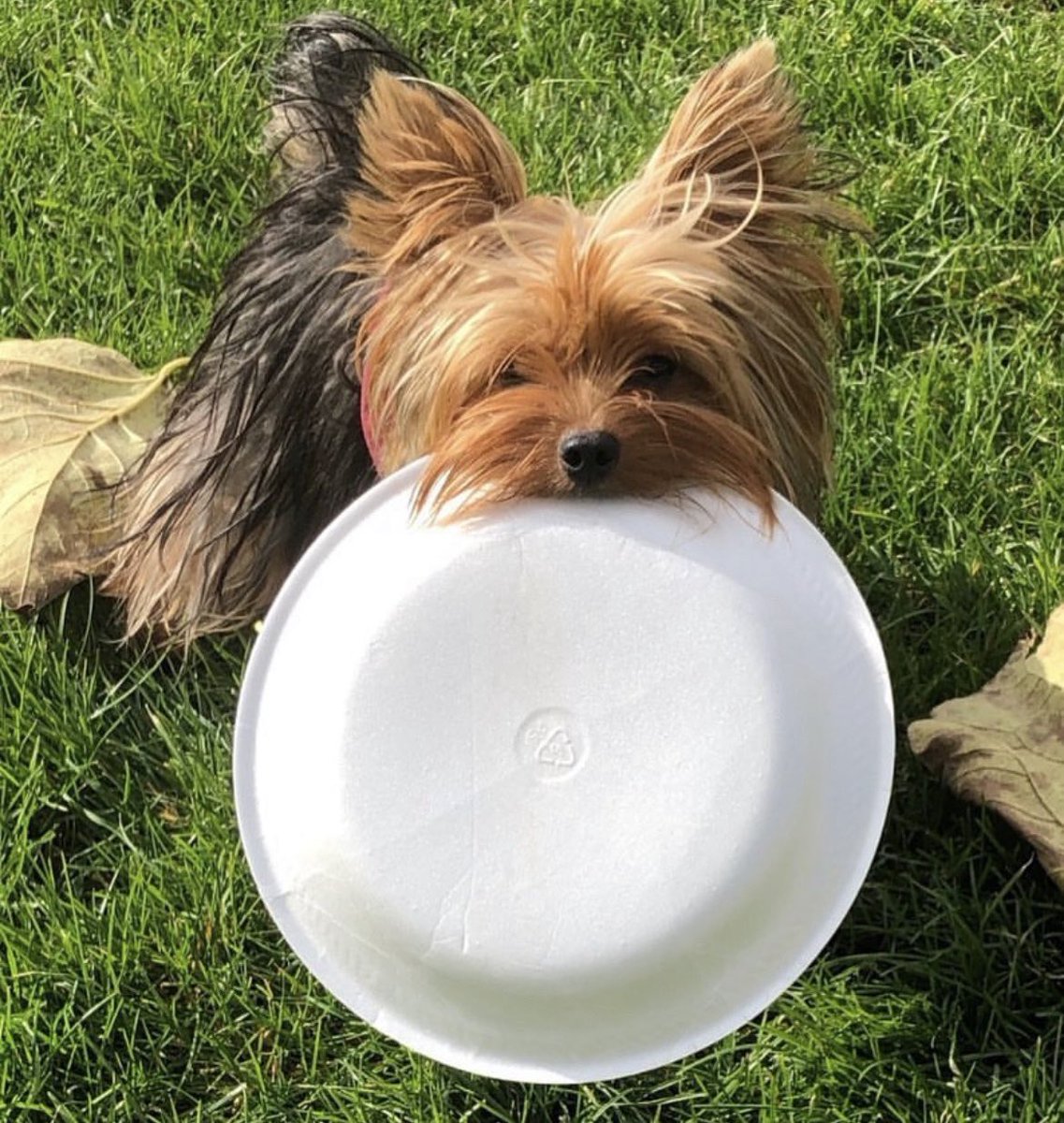 LondynRose1014's tweet photo. Who wants to play with my paper plate? We can pretend it's a frisbee 😊 #frisbee #yorkie #cute #cutedogs #cutedog #love #puppylove #dogs #dog #doglife #DogsofTwittter #dogsarefamily #dogsoftwitter #DogsOnTwitter #doglove #doglovers #doglover #Michigan #LetsPlay https://t.co/tU3G5aAhjj