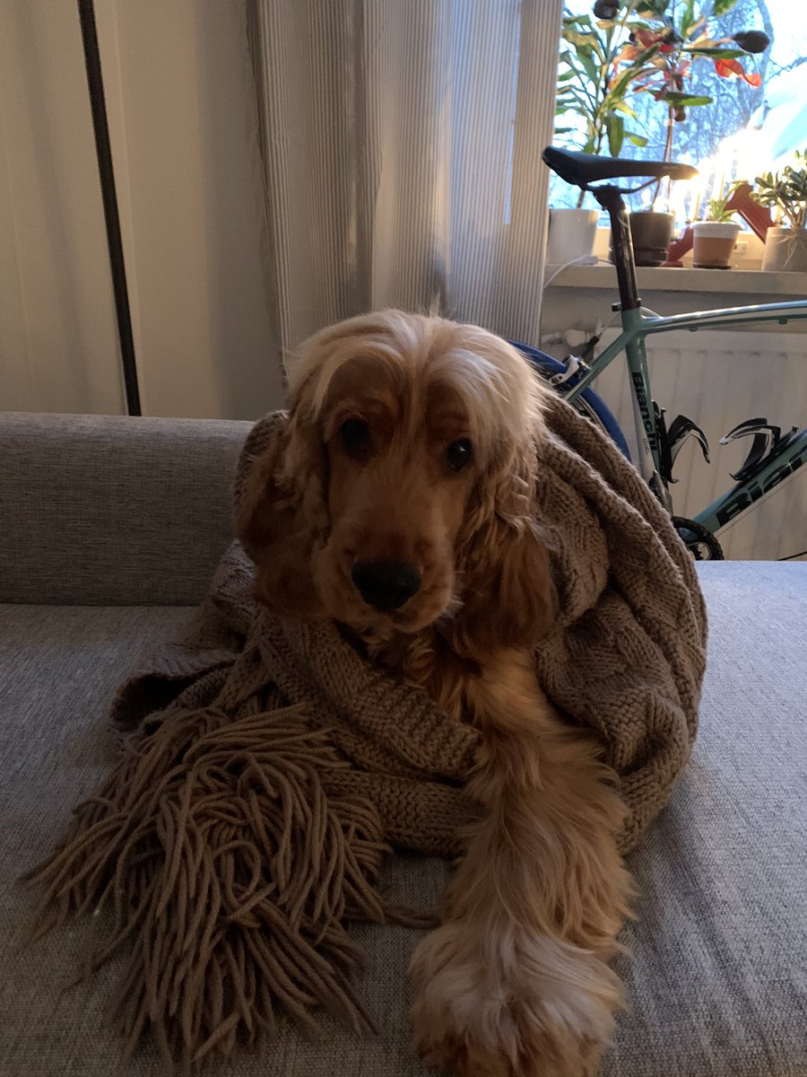 ToropainenLaura's tweet photo. Sairastuvan seuralaiseni ja hellyyttävä opettajani tässä elämässä, Dana-#koira ❤️ mitä jos toivoisimme toisillemme ”paranemista ajan kanssa” kuin että ”pikaista paranemista”? #uusliberalisminkieli #jargonia https://t.co/1JHexacIHx