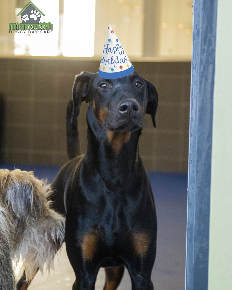 at_traineddogs's tweet photo. Happy Birthday, Sheena 🥳
She'll defiantly get fussed over today by our staff! 😆🎉
#Dogs #Traineddogs #fluffyfriends #attraineddogs #welltrained #lancashire #uk #perfectpet #pet #cute #dogoftheday #theloungedoggydaycare #birthday #happybirthday https://t.co/uHduXq9Zuz