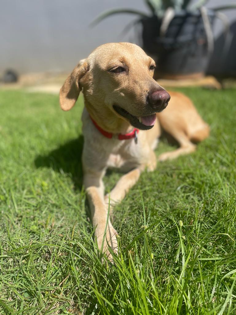 TheSatoProject's tweet photo. Just a few satos traveling this Sun on the 2nd of two flights for Mission Possible 16. Marla in the 1st photo and Nala P2 in the last photo are adoptable! Want to be their happy ending? fill out an application at https://t.co/m6S4GRmLMh
#satostrong #adoptdontshop #FindYourMax https://t.co/LJtJJTd0Lu