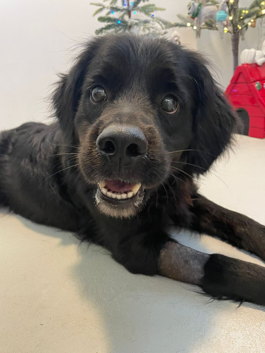 TheSatoProject's tweet photo. Just a few satos traveling this Sun on the 2nd of two flights for Mission Possible 16. Marla in the 1st photo and Nala P2 in the last photo are adoptable! Want to be their happy ending? fill out an application at https://t.co/m6S4GRmLMh
#satostrong #adoptdontshop #FindYourMax https://t.co/LJtJJTd0Lu
