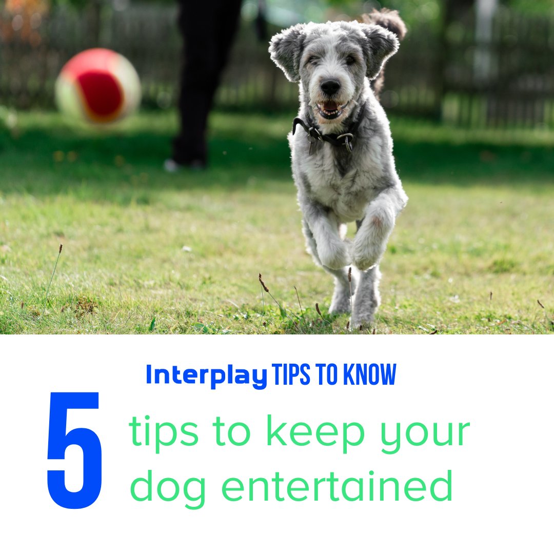 - Spend 45 minutes in your morning before work and walk your dog

- Find a local dog park in your area

- Play fetch

- Order your dog a brain toy (where they have to work for treats or food)

- Teach your dog a new command or trick

#dogtips #petparent
