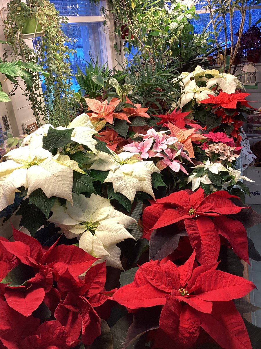 NORSSIn ja Puutarhan joulutapahtuma tänään Seminaarin puutarhalla. Kohta jatketaan vielä iltatapahtumalla! Vielä ehtii mukaan, klo 18 jatkuu…
<a href="/RaumanNorssi/">Rauman normaalikoulu</a> 
<a href="/raumanpikkunor1/">raumanpikkunorssi</a> 
@oklrauma 
<a href="/UniTurku/">Turun yliopisto - University of Turku</a> 
<a href="/utueducation/">Kasvatustieteiden tiedekunta - Turun yliopisto</a> 
<a href="/raumafi/">Rauman kaupunki</a>