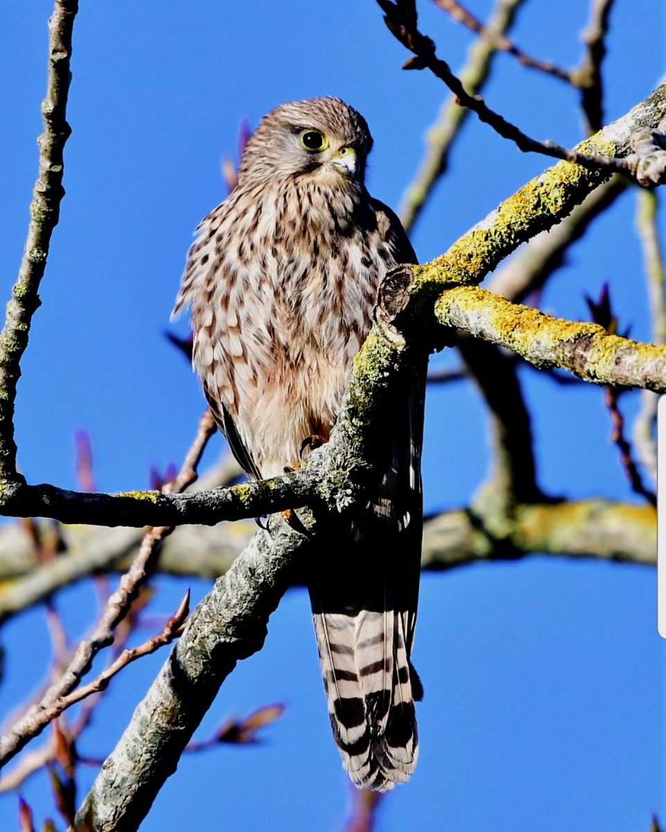 PeterMClayton's tweet image. Common Kestrel overlooking the car park at Greylake this morning
