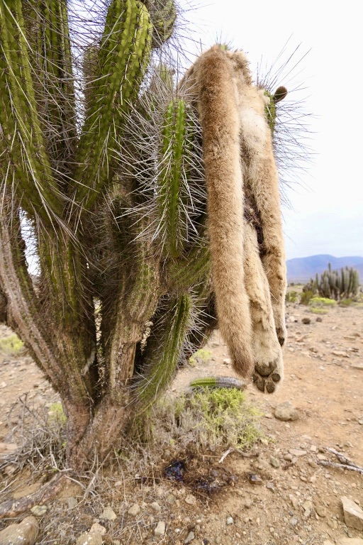 #Vegan #Nature 

A puma thrown onto a cactus.

Pumas are poisoned with strychnine, trapped &amp; shot in Argentina.
They eat the livestock which has replaced their natural prey.

Farmers are paid a bounty of $30 per puma pelt.

Eating meat is about more than just personal choice.