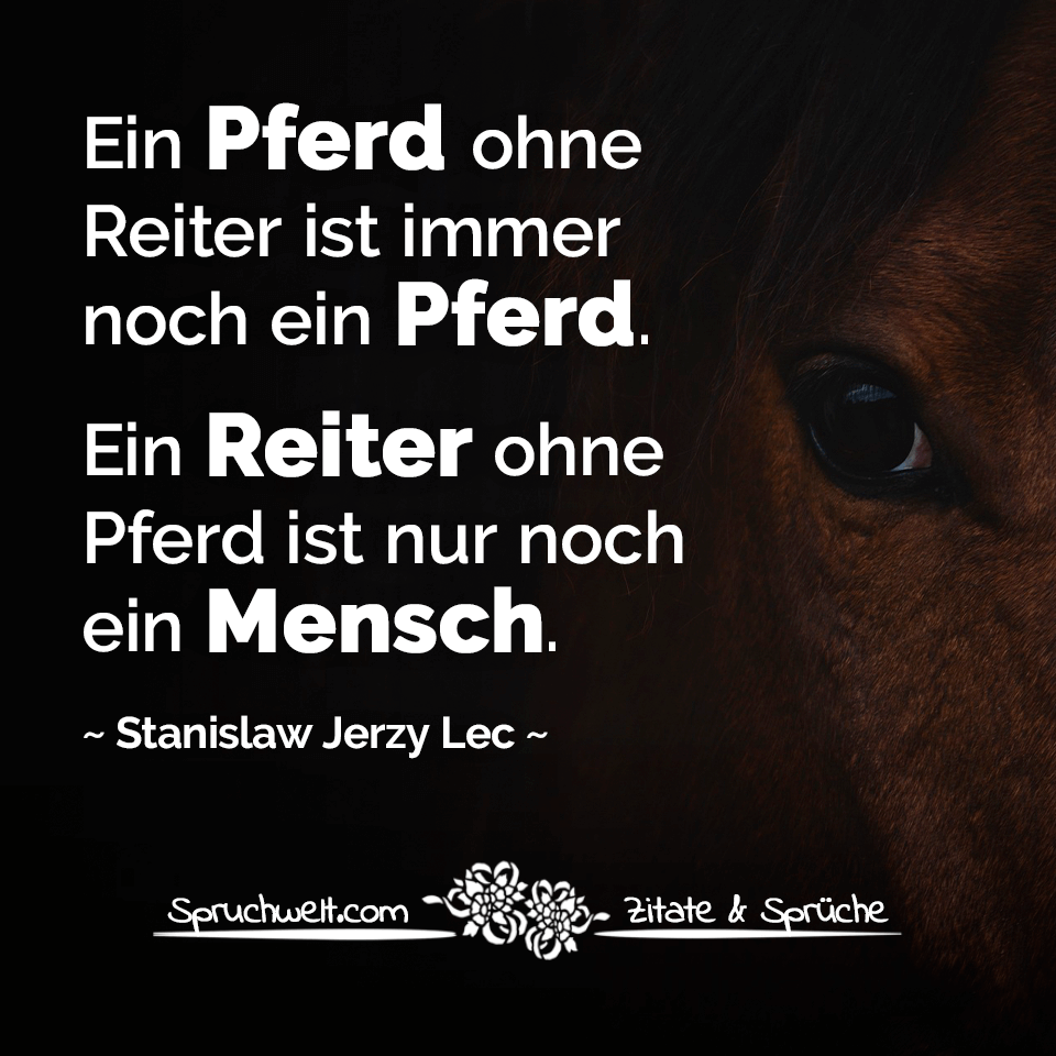 spruchwelt's tweet photo. Ein Pferd ohne Reiter ist immer noch ein Pferd. Ein Reiter ohne Pferd ist nur noch ein Mensch - Stanislaw Jerzy Lec Zitat #pferd #pferde #mensch #menschen #reiter #zitat #zitate #spruch #sprüche 

➡ Mehr Zitate &amp; Sprüche: https://t.co/mP7ZfwoM61 https://t.co/yl2DvK4PcV