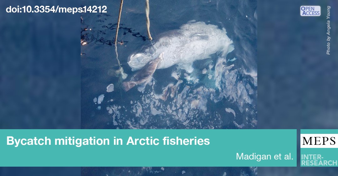 #Bycatch reduction strategy in #ArcticFisheries was assessed using electronic tags on Greenland halibut, Greenland sharks & Arctic skate. Species overlap in deep waters means fisheries should consider new bycatch reduction methods. #FeatureArticle
bit.ly/meps_702_1