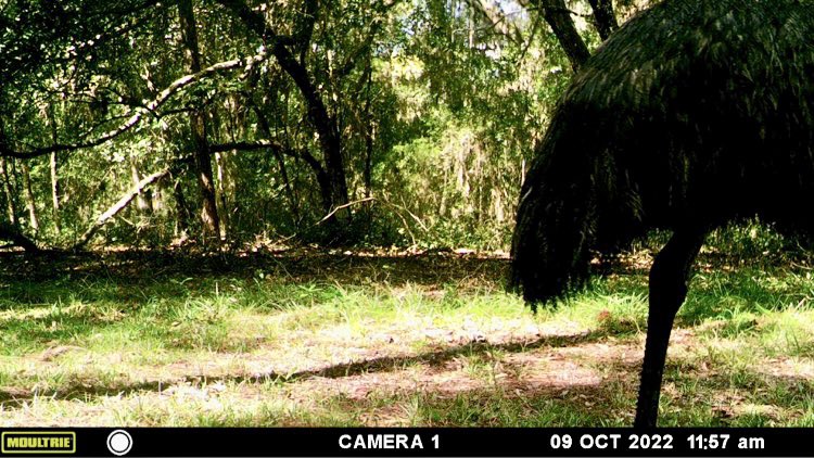 Camera trapping in #Florida is like a box of chocolates, you never know what you’re gonna get… Rogue #Emu on the loose in one of our field sites… #SnapshotUSA should have fun with this one…

@UFWildlife research, @Moultrie #cameratraps @Trailcampro @TrailCamNation