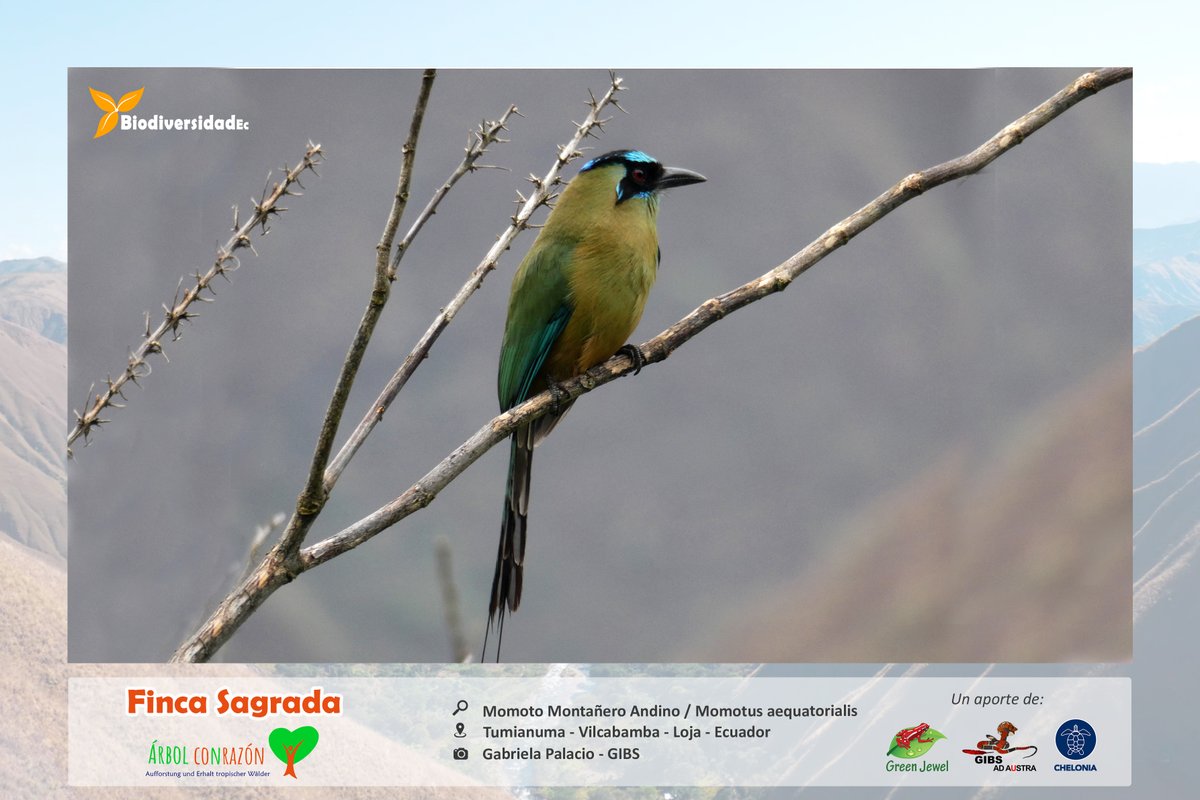 BIODIVERSIDAD

🔎: Momoto Montañero Andino / Momotus aequatorialis
🏞️: Finca Sagrada - Tumianuma - Vilbamba - Loja
📷: Gabriela Palacio - GIBS