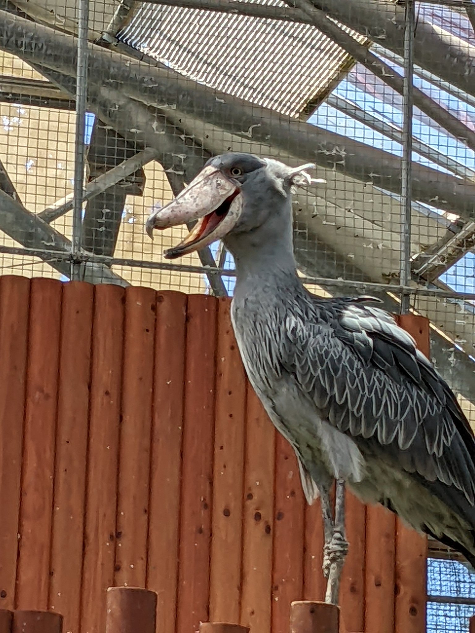 ハシビロコウふたば Twitter Search Twitter