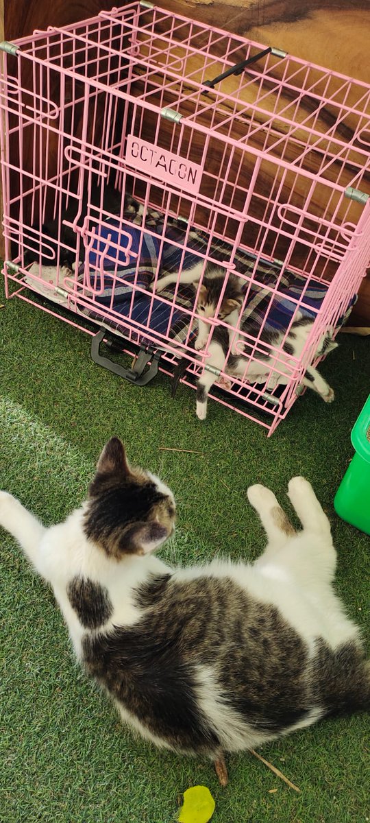 noturfavbunny's tweet photo. [OPEN ADOPT]

Halo guys! Aku mau open adopt 1 induk kucing dan 3 kitten free, buat yg di daerah sidoarjo terutama sukodono. Orang2 rumah pada kerja jadi gabisa urusin, boleh minta tolong RT like ato share ya temen2 #Kucing #adopsikucing #kucingsidoarjo #openadopkucing #sidoarjo https://t.co/SSWZePBY2c