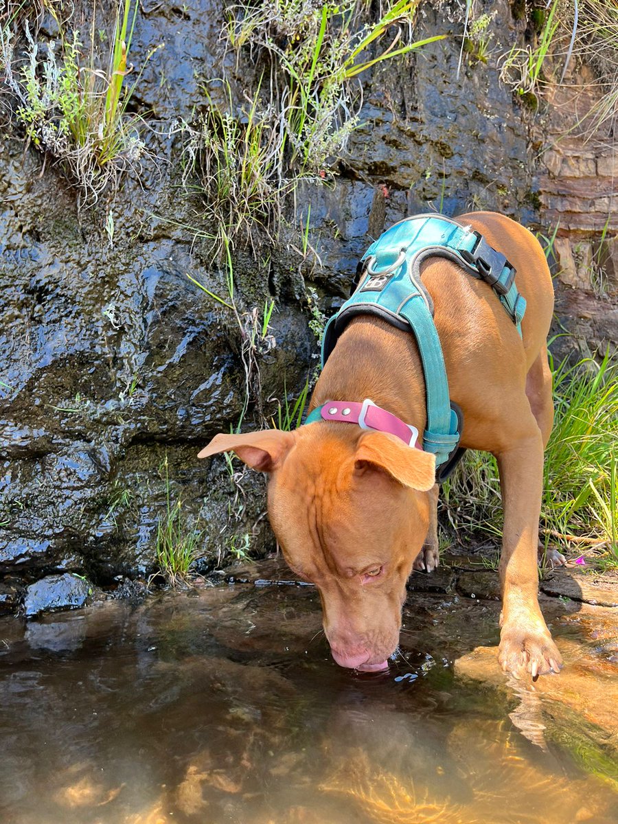 poormanscaviar's tweet photo. Vicious Pitbull on the loose.
No fatalities today or walls jumped.
No metal eaten or children mauled.
Just unadulterated fun and happiness.
#bodycount0 https://t.co/LZhLojUclr