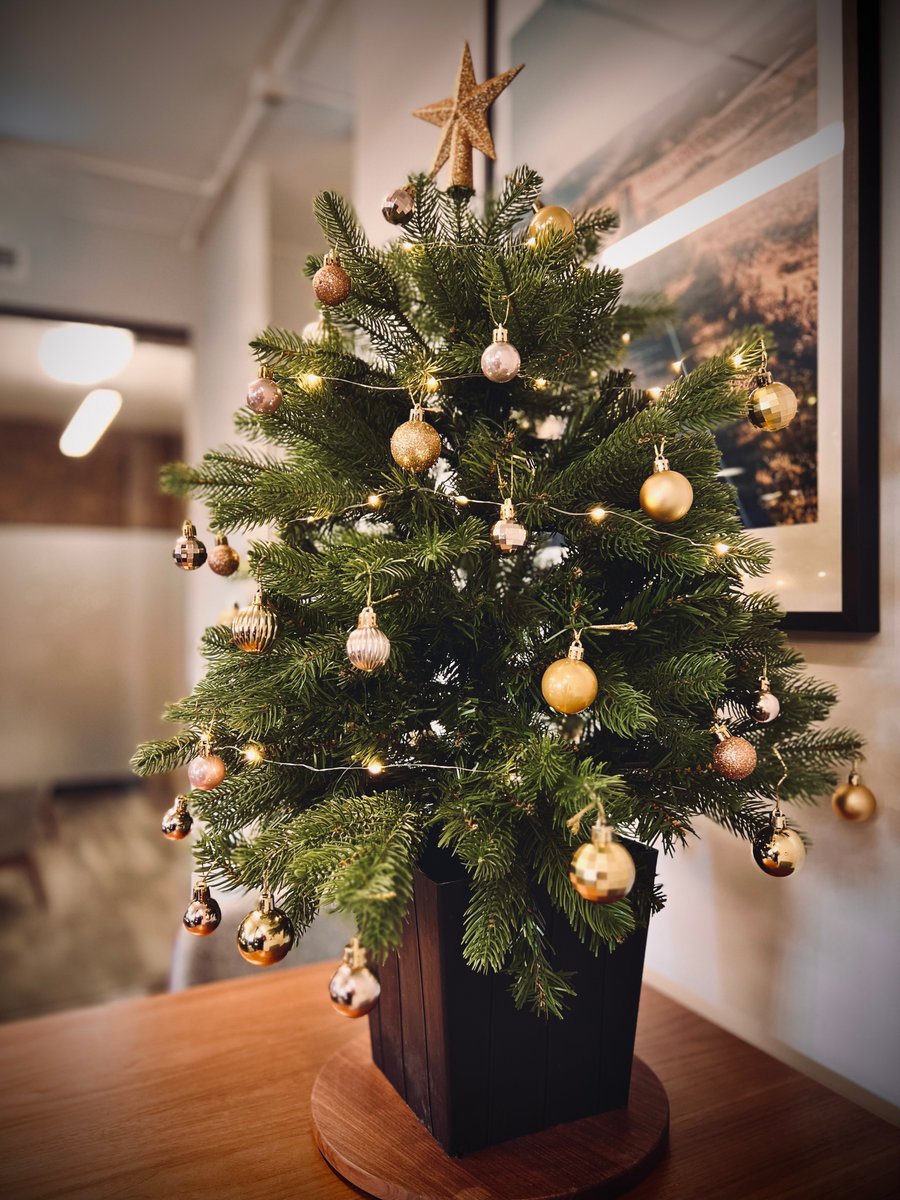 _eightfourtwo's tweet photo. The tree has just gone up🎄the Spotify playlist is on 🎶 everyone’s discussing what to wear 👞 👠 at our lunch tomorrow and even the plants have got baubles on them – it must be Christmas🎅 Thanks to Tilly Stephenson for decorating the office and getting us in the festive mood 🎁 https://t.co/JUwBS5Nr37