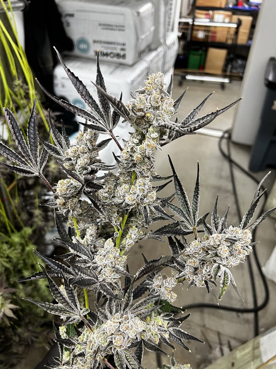 Exoticgenetix (@exoticgenetix) on Twitter photo It’s #giveaway time baby! This round will be for a pack of this iced out Grandmaster Sexy from exoticgenetix.com!
🚨Rules…
• Follow <a href="/exoticgenetix/">Exoticgenetix</a>
• Like + Retweet
• Tag 3 friends
🎉 I’ll announce a winner in 48 hours! Good luck!🤙🏼#exoticgenetix #itsalifestyle It’s #giveaway time baby! This round will be for a pack of this iced out Grandmaster Sexy from exoticgenetix.com!
🚨Rules…
• Follow <a href="/exoticgenetix/">Exoticgenetix</a>
• Like + Retweet
• Tag 3 friends
🎉 I’ll announce a winner in 48 hours! Good luck!🤙🏼#exoticgenetix #itsalifestyle