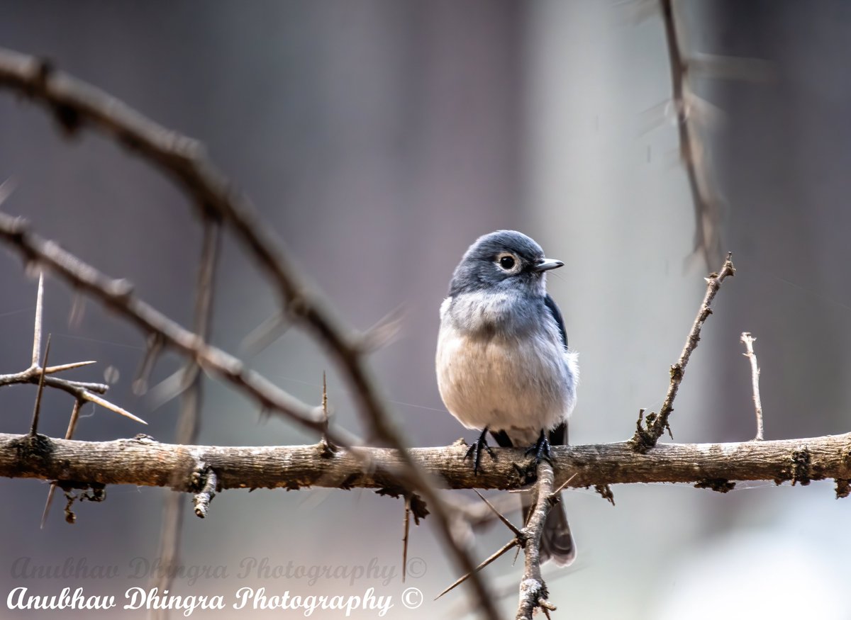 White Eyed Slaty Flycatcher, Karura
#birds #birdphotography #wildlifephotography #BBCWildlifePOTD #birdsofinstagram #discovertheworld #explore_wildlife #featured_wildlife #igscwildlife #live_love_wildlife
#marvelshots #ourplanet #birdwatching #birding
#bns_birds #bird
@IndiAves