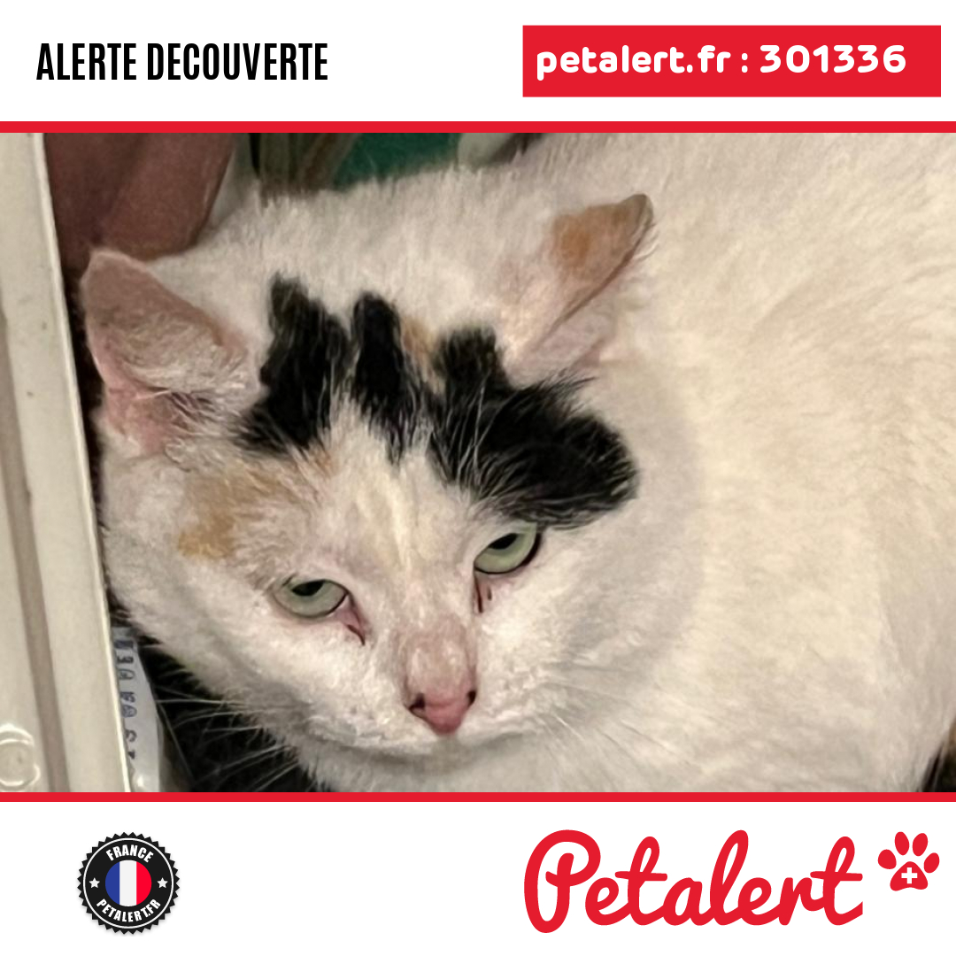 petalert_france's tweet photo. Trouvé #Chat #Aube #RomillySurSeine #Petalert #PetAlert10 / https://t.co/QWANaxCPz4 https://t.co/3tsnqEFt4S