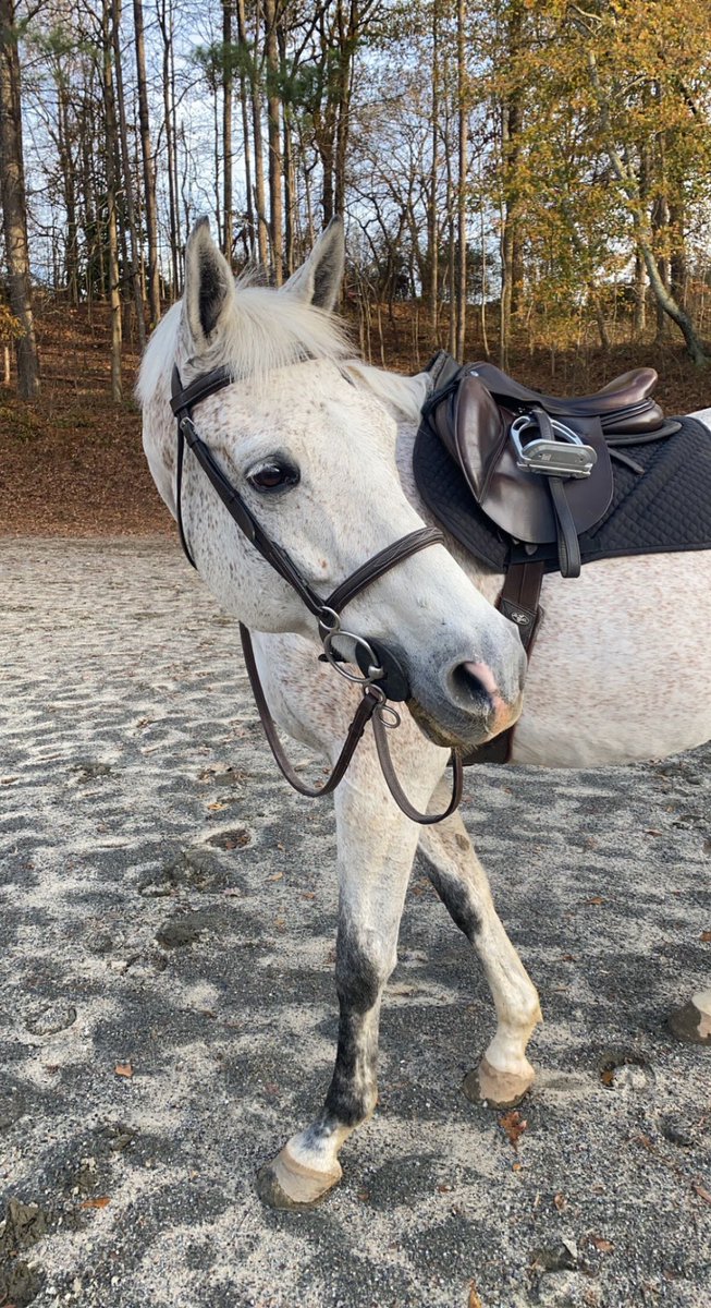 TrakehnerEq's tweet photo. my favorite guy is about to go on a midwestern adventure. midwestern mike, if you will. https://t.co/ecqxO20Fs8