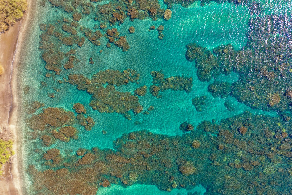 Looking for a way to give this holiday season? The #GiveBig Hawaii campaign is running now through the end of the year! You can give to Maui Nui Marine Resource Council this way, and Southwest Rapid Rewards members get a special incentive. Learn more: givebighawaii.com/organizations/…