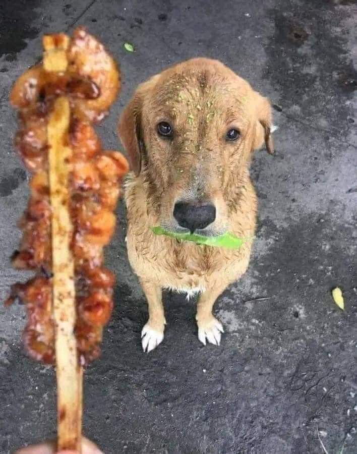 Una foto tomada por un vendedor:

Este perro se sentó mirando a los clientes que me quitan comida y me dan un poco de dinero a cambio. Así que inmediatamente fue y trajo una hoja del árbol, y me miró con simpatía, esperando que le diera comida, entonces él tenía lo que quería 😞