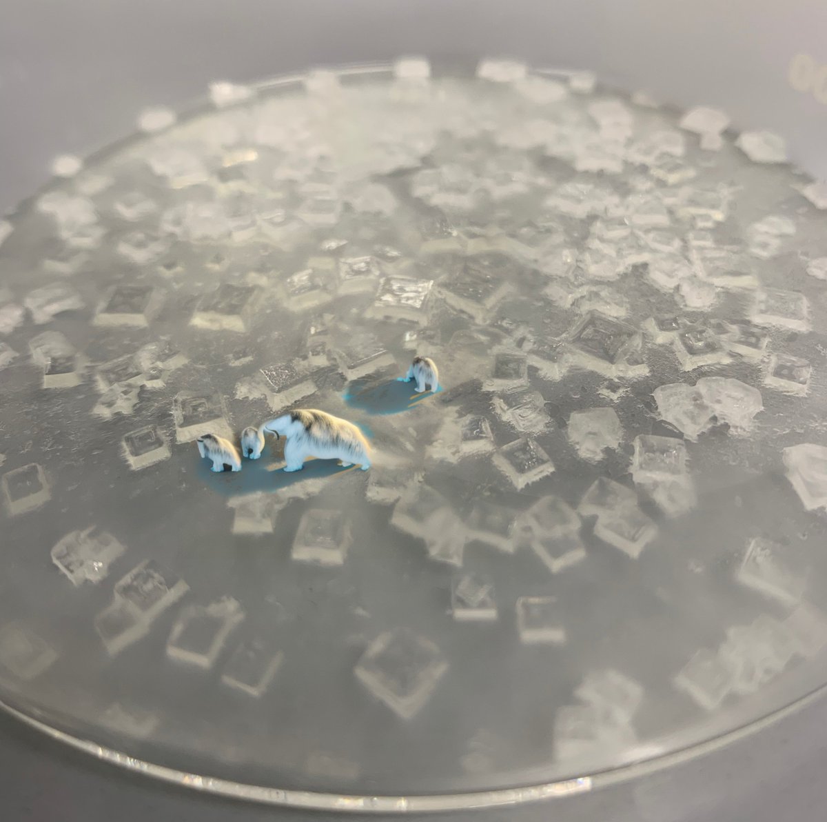 PlesaLab tweet media