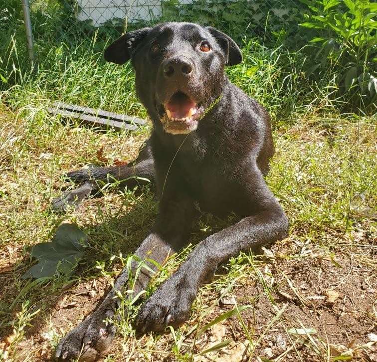 umnVMC's tweet photo. After spending nearly a month missing in the Boundary Waters Canoe Area Wilderness in northwest Minnesota, this beloved dog returned home after friends, the CVM community, and many more spread the word to help. Read Luigi's full story: https://t.co/bdLQ1VrST3
#umnVMC #umnCVM https://t.co/r8Lelb7034