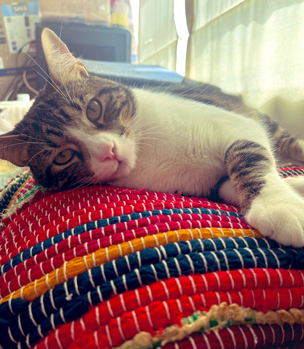 Rakkun 🦝🍀 tweet media